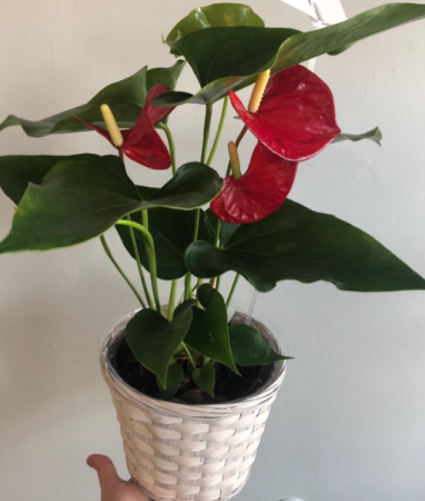 Red Anthurium Plant  Tropical Plant