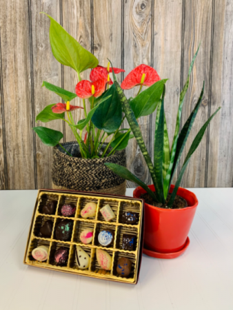 Anthurium, Plant and Chocolates in Iowa City, IA | Every Bloomin' Thing Anthurium, Plant and Chocolates in Iowa City, IA | Every Bloomin' Thing