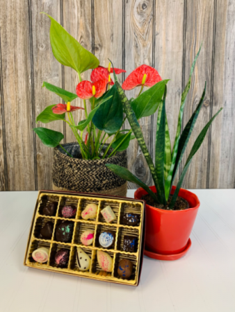 Anthurium, Plant and Chocolates 