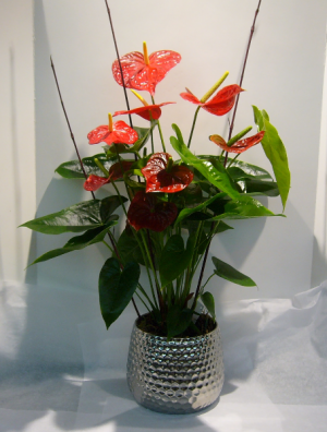 RED ANTHURIUM PLANTER Blooming Tropical Plant in Parksville, BC | BLOSSOMS 'N SUCH RED ANTHURIUM PLANTER Blooming Tropical Plant in Parksville, BC | BLOSSOMS 'N SUCH