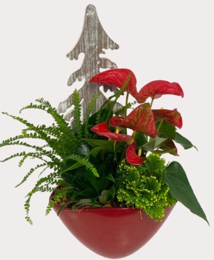 Red Anthurium Planter Plant