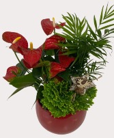 Red Anthurium Round Planter Plants