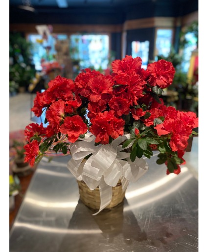Red Azalea Blooming Plant