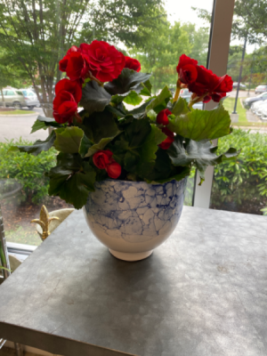Red Begonia in Blue and White Container 