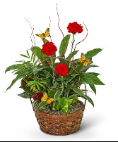 Red Blooms and Butterflies Dish Garden Plant