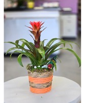 Red Bromeliad, 4059 