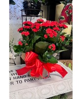 Blooming Calandiva Plant Red