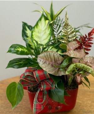 RED CARDINAL DISH GARDE PLANT 