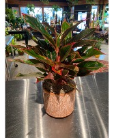 Red Chinese Evergreen  Indoor Green Plant 