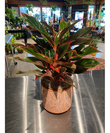 Red Chinese Evergreen  Indoor Green Plant  in South Milwaukee, WI | PARKWAY FLORAL INC.