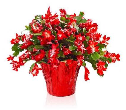 Red Christmas Cactus fresh