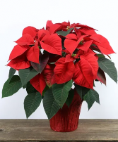 Red Christmas Poinsettiaf in 6” pot Red Poinsettia Plant