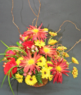 RED CHRYSANTHEMUM SPECIAL medium