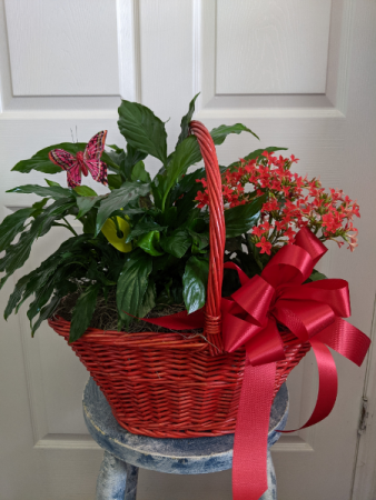 Red Combo Plant Basket