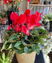 Red Cyclamen Blooming Plant