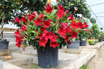 Red Dippladenia Bush 10