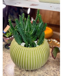 Red Dragon Cactus Potted Succulent Plant
