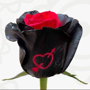 Red Eclipse PRE ORDER A WEEK IN ADVANCE Dozen Rose Arrangement in Lexington, NC | RAE'S NORTH POINT FLORIST INC. Red Eclipse PRE ORDER A WEEK IN ADVANCE Dozen Rose Arrangement in Lexington, NC | RAE'S NORTH POINT FLORIST INC.