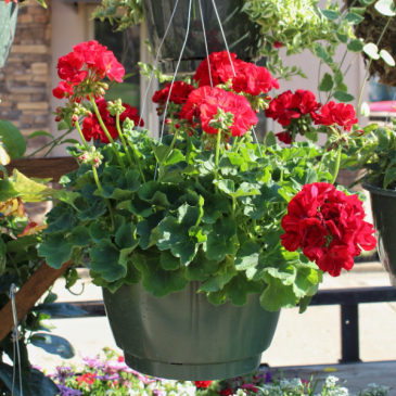 Red Geranium 12: Hanging Basket Red Geraniums
