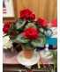 Red geranium silk 