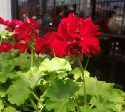Red Geranium Hanging Basket