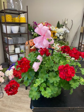 Red Geranium Hanging Basket