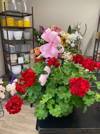 Red Geranium Hanging Basket in Hermitage, TN - IN FULL BLOOM FLOWERS ...