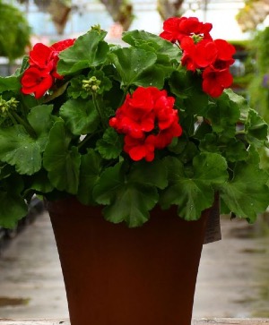 Red Geranium Outdoor Plant  