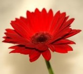 Red Gerbera Daisy 
