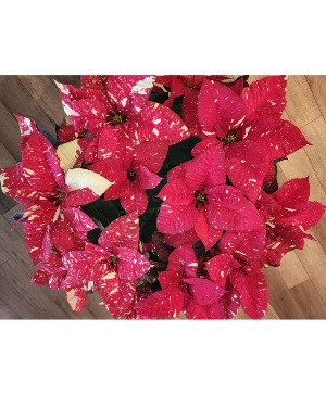 Red Glitter Poinsettia  