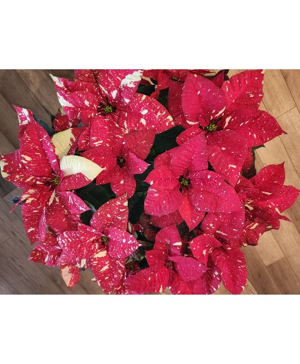 Red Glitter Poinsettia  