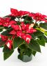 Red Glitter Poinsettia Houseplant