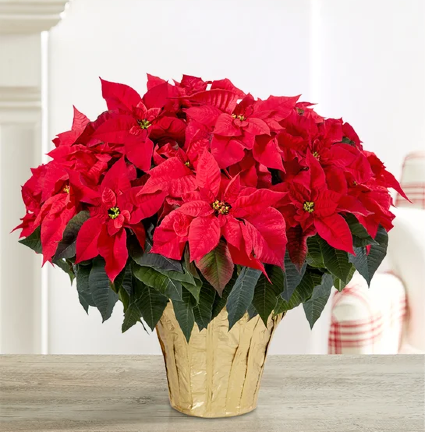 Red Holiday Poinsettia Floor Plant 