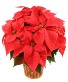 Red Holiday Poinsettia  House Plant