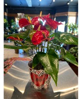 Red Hot Love Pot Tropical Anthirium Plant