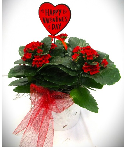 VALENTINE’S DAY RED KALANCHOE PLANT BLOOMING PLANT