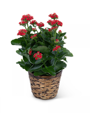 Red Kalanchoe Plant Plant in Nevada, IA | Flower Bed