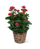 Red Kalanchoe Plant Plant
