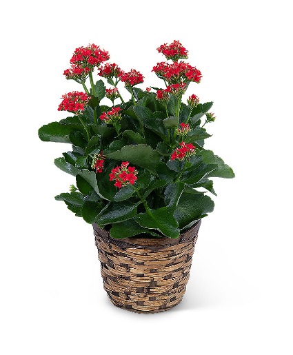 Red Kalanchoe Plant Plant