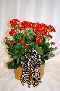 Red Kalanchoe Plants, Mother's Day