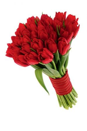 Red Love in Tulips