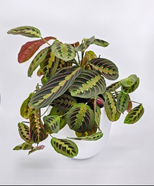 Red Maranta Prayer Plant