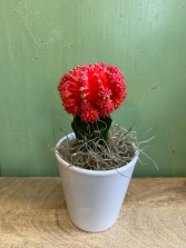  Moon Cactus Plant in Ceramic pot