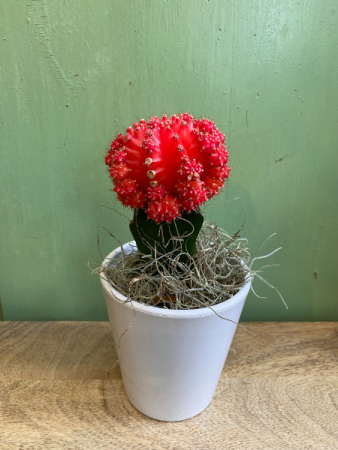 Red Moon Cactus Plant in Ceramic pot