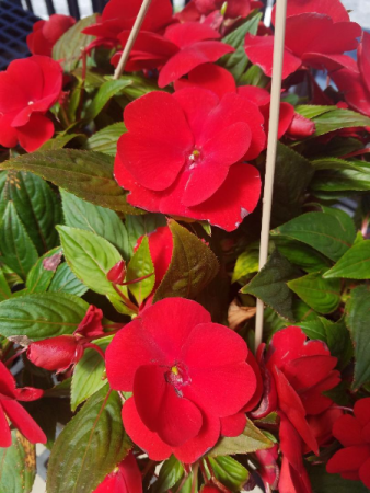 Red New Guinea Impatiens Hanging Basket