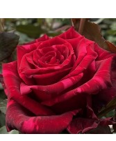 Red Panther Roses  Vase 