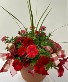 Red Patio Planter Plants