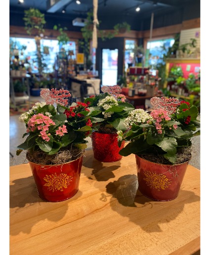 Red Pink & White Kalanchoe  Blooming Plant 