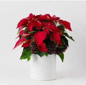 RED POINSETTA WITH PINE CONES  