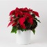 RED POINSETTA WITH PINE CONES  